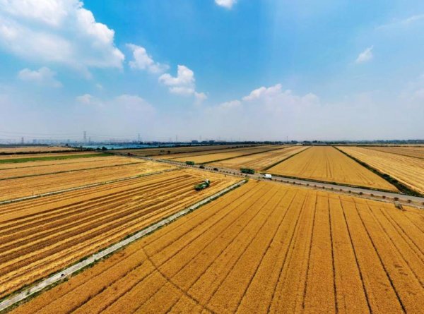 金惠配资 农行安徽分行：金融助力“三夏” 描绘皖美“丰”景